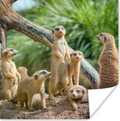 Produktbild von MuchoWow® Poster Familie - Tiere - Erdmännchen 100x100 cm - Babyzimmer