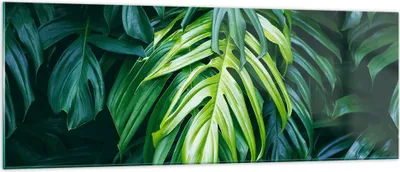 Produktbild von Bilder auf glas - Blume Natur - 140x50cm - Glasbilder - Wandbilder - Bilder - Kunstdruck - zum Aufhängen bereit - Wanddekoration aus Glas - Glas Bilder - Wandbild auf Glas - Einteilig - GAB140x50-3951