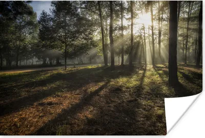 Produktbild von MuchoWow® Poster Wald - Sonne - Nebel 30x20 cm - Plakate - Print