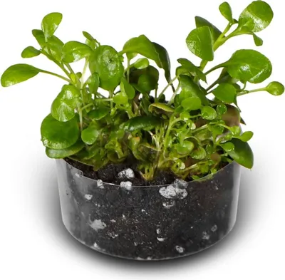 Produktbild von Eco Plant Lobelia Cardinalis 'mini' - In-vitro-Pflanze 2 Stück Eco Plant