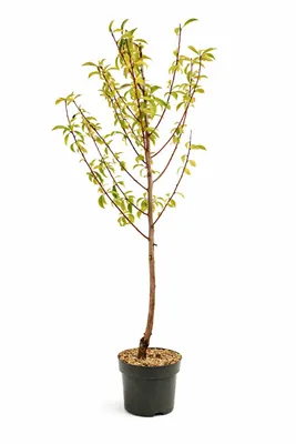 Produktbild von Zwergnektarine Prunus persica nucipersica Stämmchen 100–120 cm – Zwergobstbaum, Nektarinenbaum für Garten & Topf