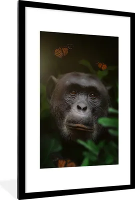 Produktbild von MuchoWow® MuchoWow® Gerahmtes Poster Affe - Dschungel - Schmetterling 60x90 cm - Poster mit zchwarzem Bilderrahmen - Dekoration - Wandposter Wohnzimmer - Hochwertig