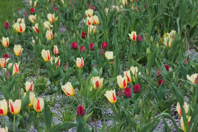 Produktbild von hansepuzzle 25164 - Tulpe Puzzle, 2000 Teile, Natur, 90,0 x 60,0cm mit hochwertiger Aufbewahrung, Kartonbox und wiederverschließbarem Beutel