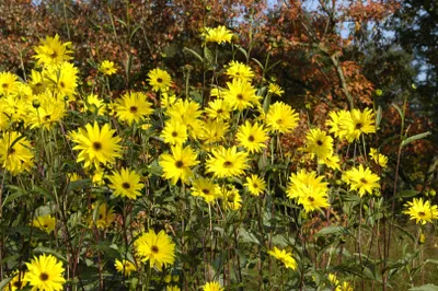 Produktbild von Helianthus atrorubens, Sonnenblume, gelb, ca. 11x11 cm Topf