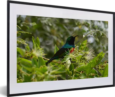 Produktbild von MuchoWow® MuchoWow® Gerahmtes Poster Vogel zwischen den Blättern im Dschungel 60x40 cm - Poster mit zchwarzem Bilderrahmen - Schlafzimmer - Plakat in Rahmen - Drucken