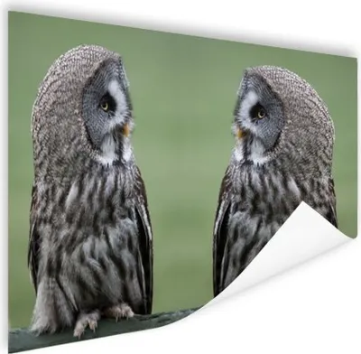 Produktbild von MuchoWow® Poster Steinkäuze 40x30 cm - Plakate für die Wände - Poster Wohnzimmer