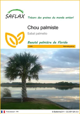 Image de SAFLAX - Chou palmiste - 8 graines - Sabal
