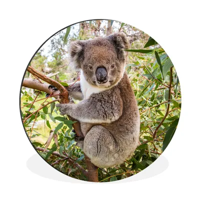 Produktbild von MuchoWow® Aluminium Wandkreis Koala - Baum - Blätter - Kinder - Jungen - Mädchen Ø 30 cm Wanddeko Modern Wohnzimmer - Wand Bild - Wohnzimmer - Runde Bilder - Alubilder - Kunst für zu Hause - Aluminium - Wanddekoration