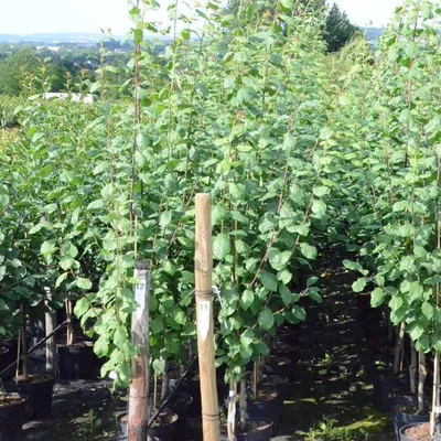 Rows of young trees in pots at a nursery.