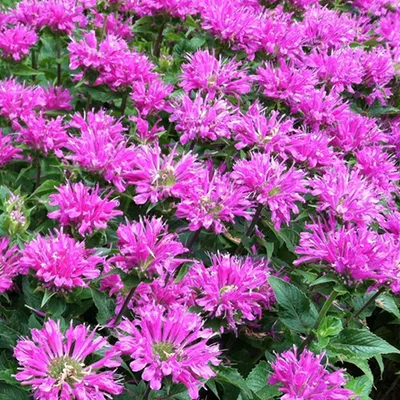 Imagen del producto de 6 plantas de Monarda 'Petite Delight' (también conocida como "Indianernessel") | Maceta de 9x9 cm