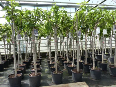 Produktbild von Feigenbaum 150-180 cm Obstbaum winterhart kräftiger Stamm, Ficus Carica, Feige, Obst