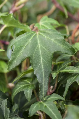 Produktbild von Hedera helix 'Green Ripple', Efeu, grün, ca. 9x9 cm Topf