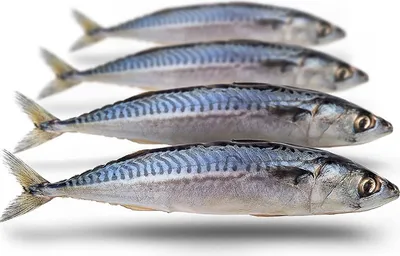 Produktbild von Köderfische Makrele Mittelgroß - Vakuumverpackt | 25-30CM | 2-4ST