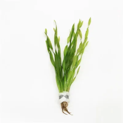 Productafbeelding van Moerings Vallisneria Asiatica | Schroefvallisneria | In Bos met Loodje