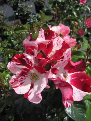 Produktbild von Rosa Simsalabim ® - Kleinstrauchrose Simsalabim ® - Kordes Rosen - ADR Rose