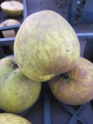 Produktbild von Malus Seestermüher Zitronenapfel - goldgelbe Renette - Kohlapfel