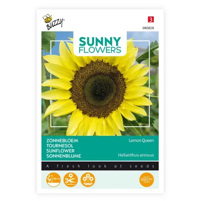 Produktbild von Sonnenblume Lemon Queen | Sonnenblumensamen von Buzzy Seeds