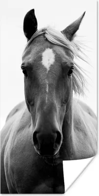 Produktbild von MuchoWow® Poster Pferd - Schwarz - Weiß - Porträt 20x40 cm - Plakat - Foto