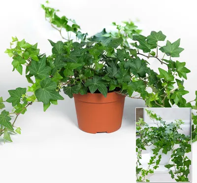 Produktbild von BALDUR Garten 1x Efeu, Zimmerpflanze, Pflanze im 13 cm-Topf, Hängepflanze, Hedera helix, Grünpflanze, mehrjährig - frostfrei halten, pflegeleicht, robust, Rankpflanze, Zimmerefeu