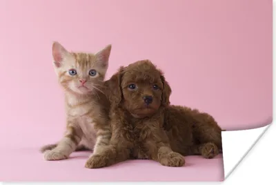 Produktbild von MuchoWow® Poster Katze - Hund - Rosa 180x120 cm - Fotoplakat