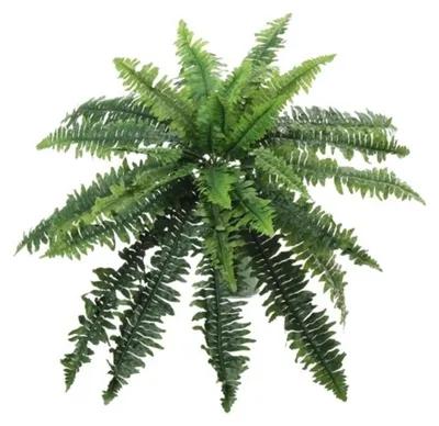 Produktbild von Kunstliche Pflanze Farn - grun - kunstliche Zimmerpflanze - 28 cm