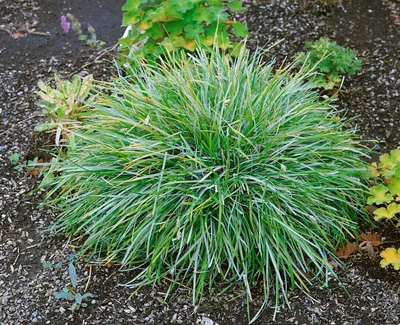 Produktbild von Sesleria caerulea, Blaugras, ca. 9x9 cm Topf