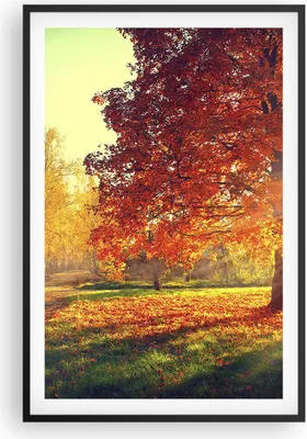 Produktbild von Gerahmtes Poster - Schwarzer Rahmen - Park Herbst Baum - 61x91,5 cm - Wand Bild - Wanddeko - Wandbilder - Kunstposter - Wandposter - Bilderrahmen - Bilder - Kunstdruck - Wandbild - P2BPA61x91-3654