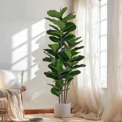Image de Figuier artificiel (Ficus), 185 cm, 69 feuilles de figuier, plante artificielle en pot pour l'intérieur et l'extérieur