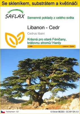 Obrázek produktu pro SAFLAX Kultivační sada - Libanon - Cedr - Cedrus libani - 20 Semena - S mini skleníkem, pěstebním substrátem a 2 květináči
