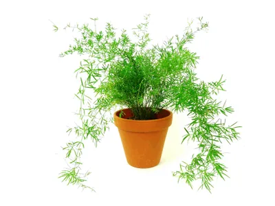 Obrázek produktu pro Gardners Asparagus densiflorus sprengeri, průměr 12 cm