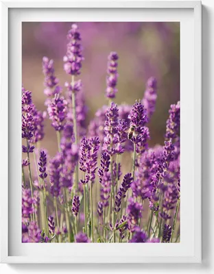 Produktbild von Lavendelblumenwiese– Wandbild mit Rahmen – Gerahmtes Bild  – Wanddekoration – 60x80 cm –  Weiß Rahmen