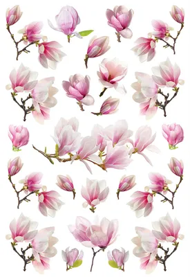 Immagine prodotto di Sanders & Sanders adesivo da parete fiori rosa 42.5 x 65 cm
