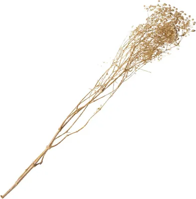 Obrázok produktu pre Sušené kvety Schleierkraut biela kytica 25 g 80 cm – jednotná veľkosť