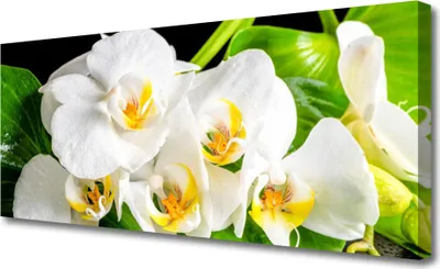 Produktbild von Tulup Leinwand-Bilder 125x50 Wandbild Canvas Kunstdruck Blumen Blätter Pflanzen