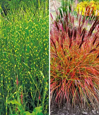 Produktbild von BALDUR Garten Pflegeleichte Ziergras-Kollektion, 2 Pflanzen 1 Pflanze, Zebra-Gras und 1 Pflanze, Chinaschilf 'Red Chief', winterharte Stauden, mehrjährig, blühend, Miscanthus sinensis