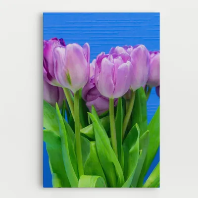 Produktbild von ARTHUB® Leinwandbild 50x70 cm, Purple Tulips On Blue | Wohnzimmerdekoration, Hängende Bilder, Wanddekoration, Heimdekoration, Blumen, Tulpen