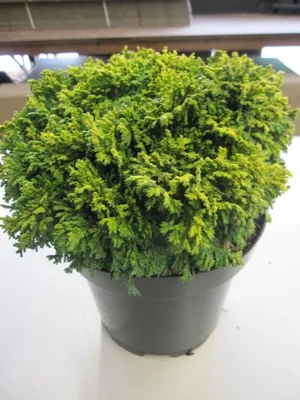 Produktbild von Zwergzypresse Golden Pincushion - Chamaecyparis pisifera - 20-25cm