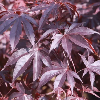Obrázok produktu pre Javor japonský  - Acer palmatum 'Bloodgood'  | 50-60 cm v kontajneri