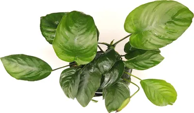 Produktbild von Breitblättriges Speerblatt Anubias barteri