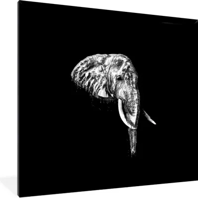 Produktbild von MuchoWow® Gerahmtes Poster Elefant - Zähne - Schwarz - Weiß 40x40 cm - Poster mit Schwarzem Bilderrahmen Wandposter Rahmen Foto Bilder - Mit Rahmen - Wanddekoration Schlafzimmer