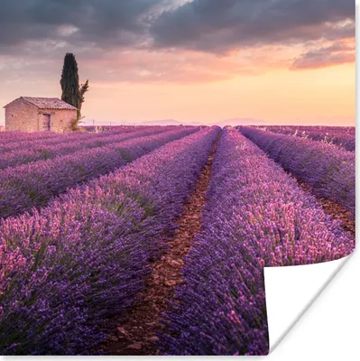 Produktbild von MuchoWow® Poster Lavendel - Blumen - Lila - Feld 50x50 cm - Wohnzimmerdekoration