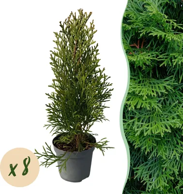 Produktbild von Arborvitae - Thuja occidentalis Smaragd - živý plot - zelený list - 8 rastlín - 1 bežný meter - vždyzelený - hrniec 9cm výška 30-35cm