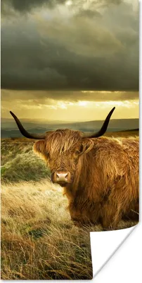Produktbild von MuchoWow® Poster Schottische Highlander - Licht - Natur 20x40 cm - Plakat - Foto