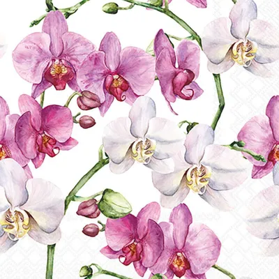 Produktbild von Servietten Cocktail 25x25cm 3-Lagig 20 Servietten Orchideen rosa-weiß Napkin 25 Elegant orchids white