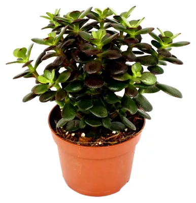 Produktbild von Crassula portulacea minor - Pfennigbaum - große Pflanze im 12cm Topf
