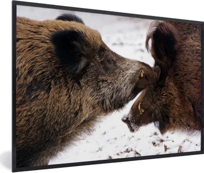 Produktbild von MuchoWow® Gerahmtes Poster Wildschwein - Tier - Schnee 90x60 cm - Poster mit Schwarzem Bilderrahmen Wandposter Rahmen Foto Bilder - Fotorahmen - Foto-Plakat