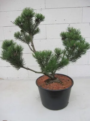 Produktbild von Formschnitt Zwergbergkiefer Laurin - Pompon - Pinus mugo Laurin - 60-70cm