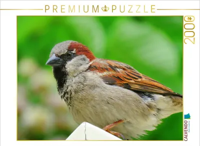 Produktbild von CALVENDO Puzzle Haussperling 2000 Teile Puzzle quer | 2000 Teile Lege-Größe 90x67cm Foto-Puzzle für glückliche Stunden