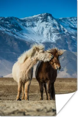 Produktbild von MuchoWow® Poster Pferde - Berge - Gras 120x180 cm - Kunstposter