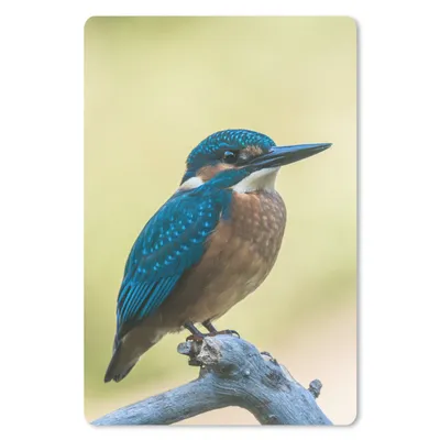 Produktbild von MuchoWow® Mauspad Mousepad Eisvogel - Zweig - Vogel 40x60 cm - Mousepads - Maus Mat - Pad - Mausunterlage - Schreibtisch Accesoire